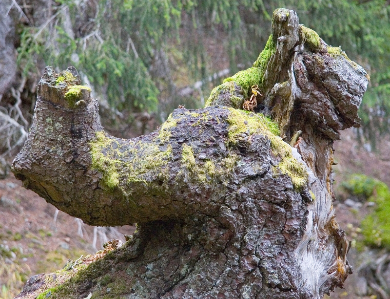 Gnarled tree, Montana-Crans Switzerland 1.jpg